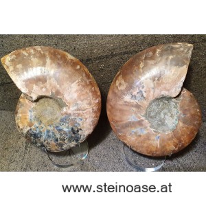 Ammonite Nr.4 - rechts